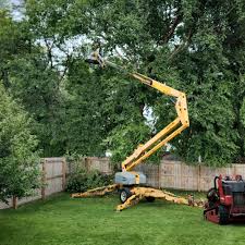 Best Tree Maintenance Programs  in Lden, MA